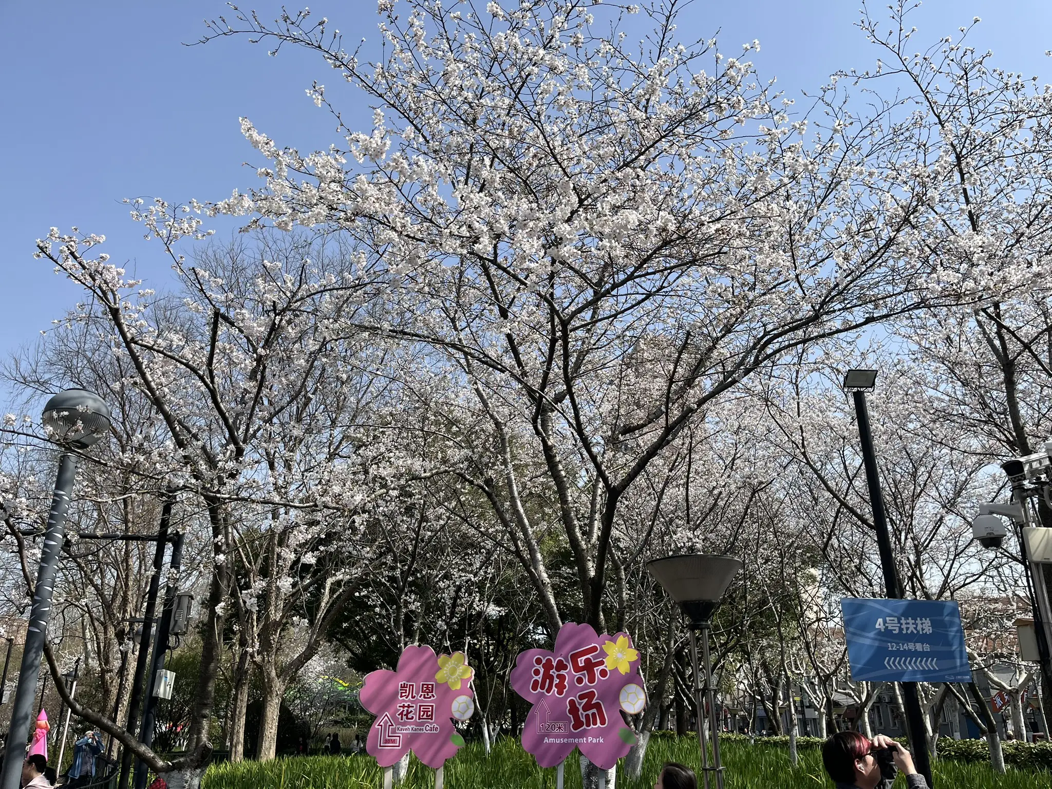 樱花?