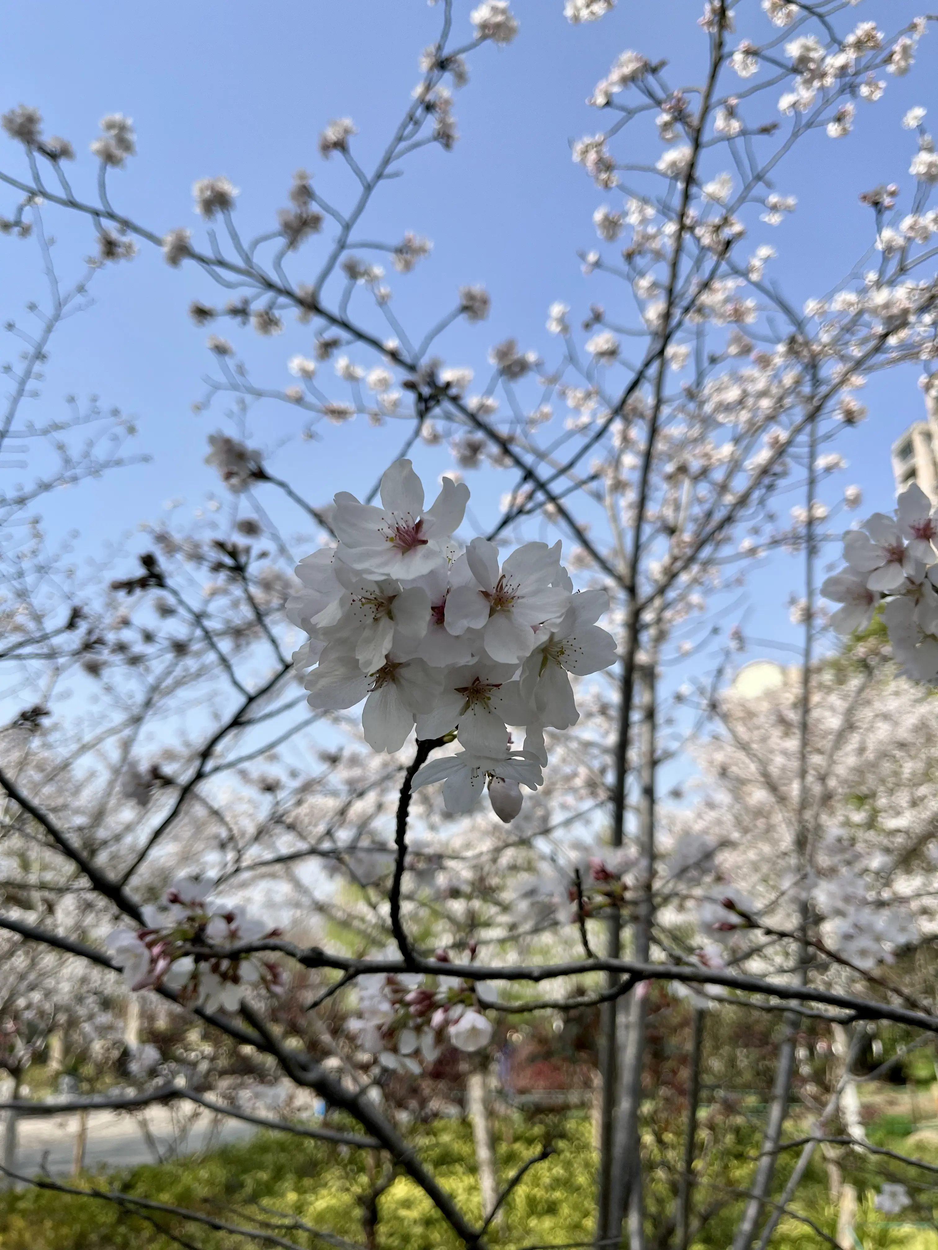 樱花缺