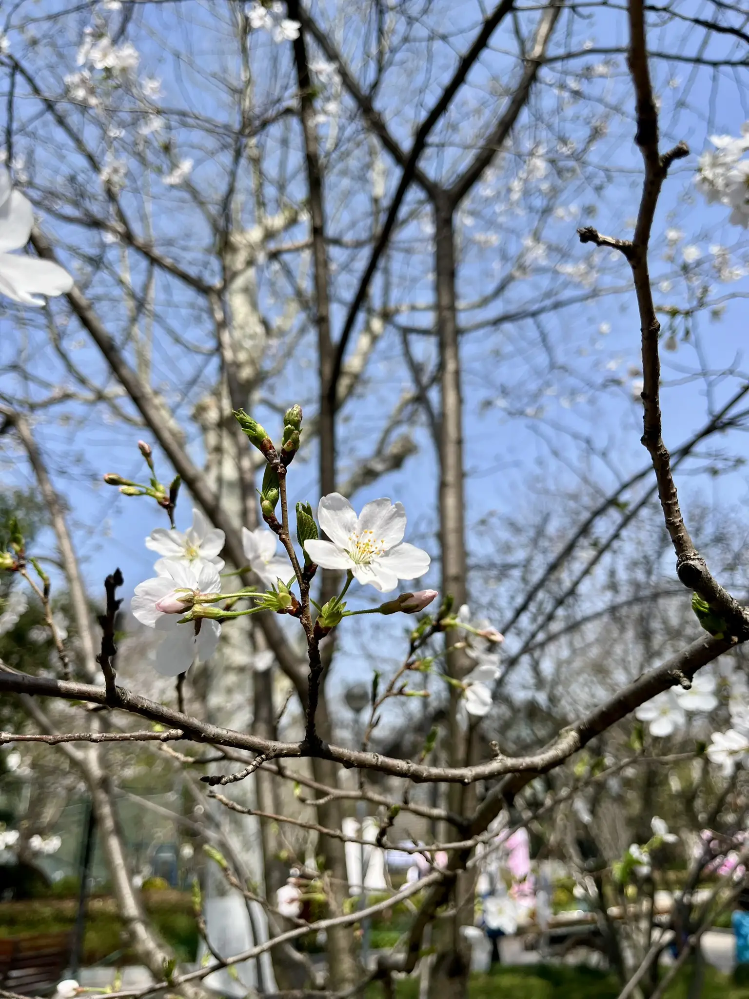 花柄